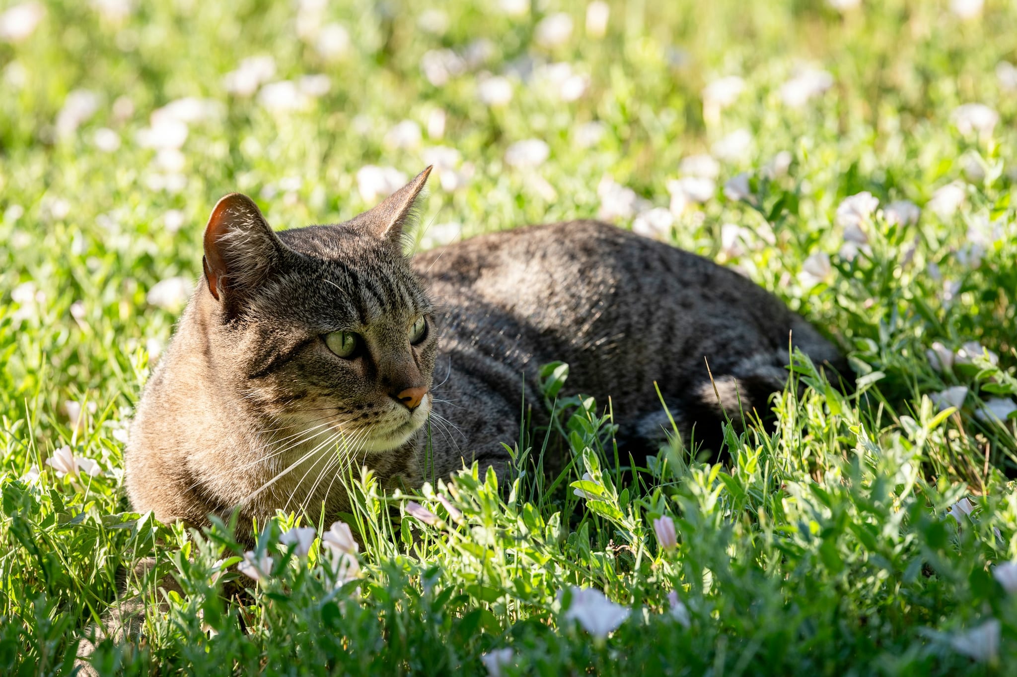 En stribet kat ligger i græsset mellem små hvide blomster