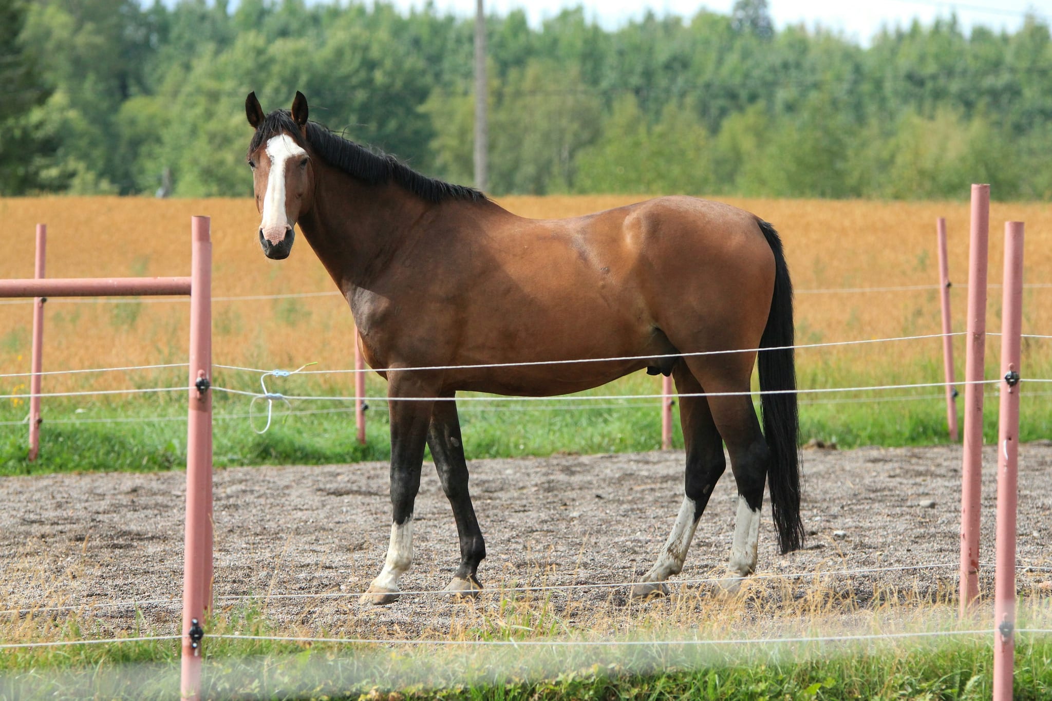 En brun hest står i en fold med skov i baggrunden