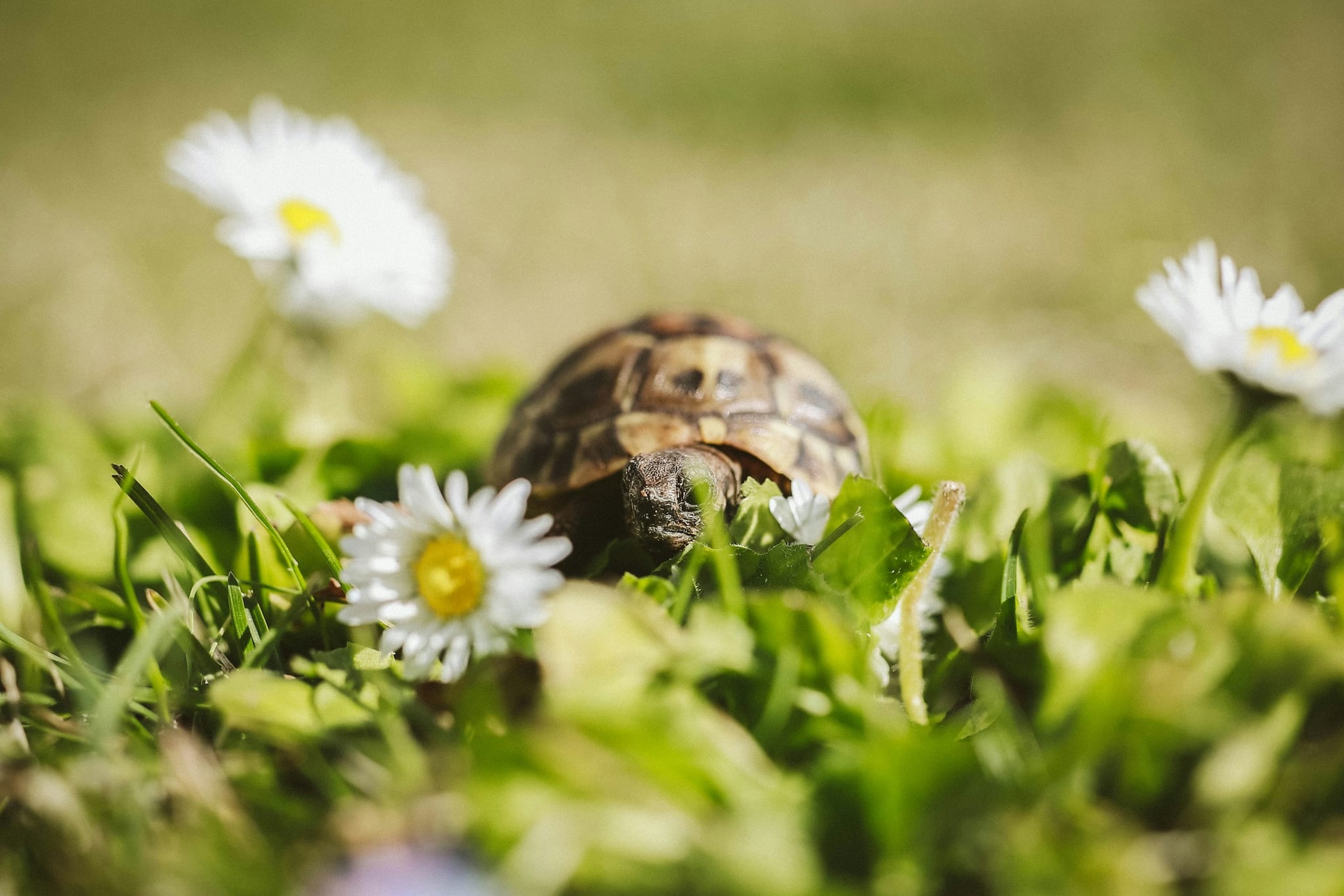En landskildpadde går i græsset mellem tusindfryd