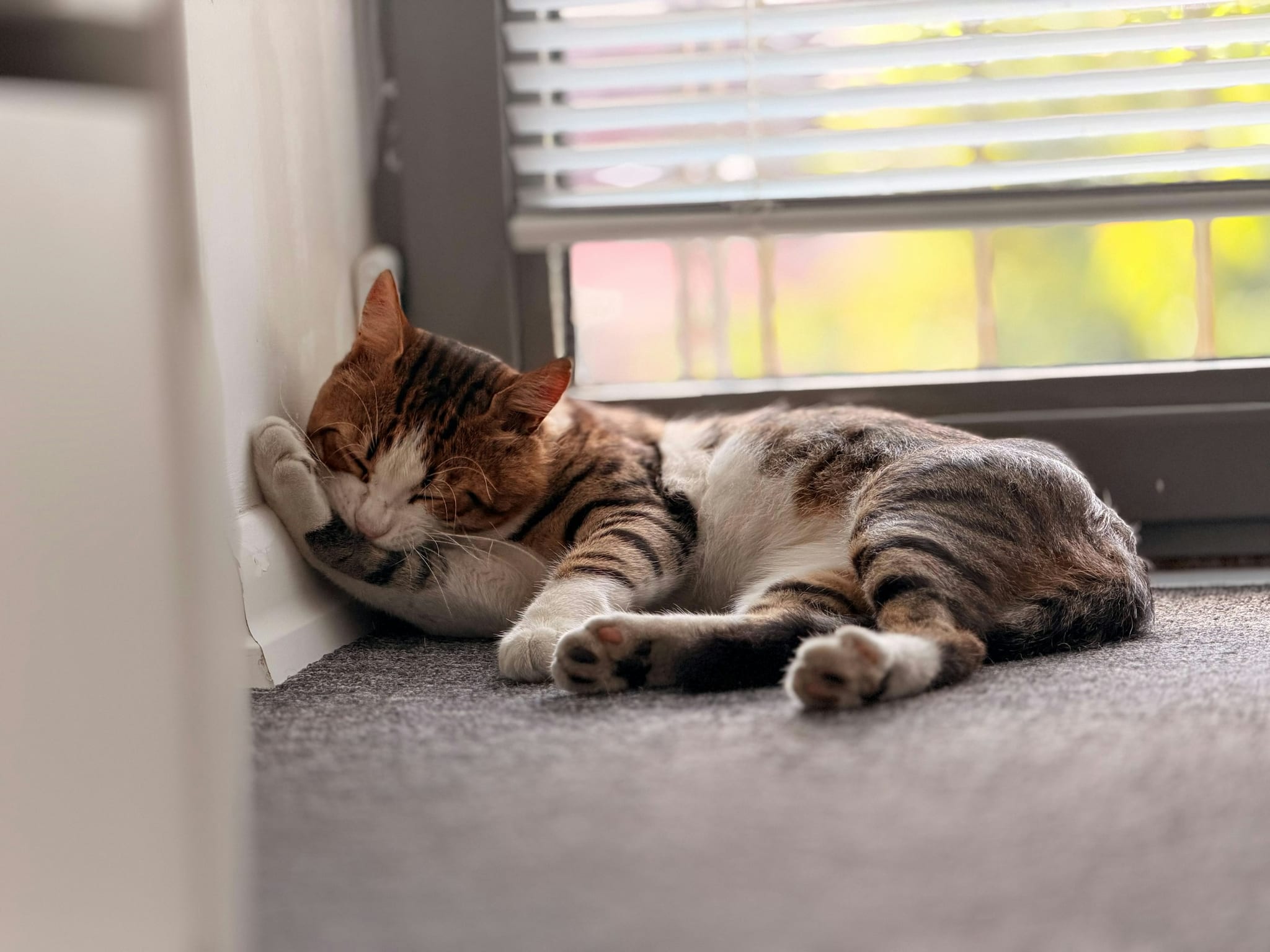 En kat sover på gulvet ved et vindue