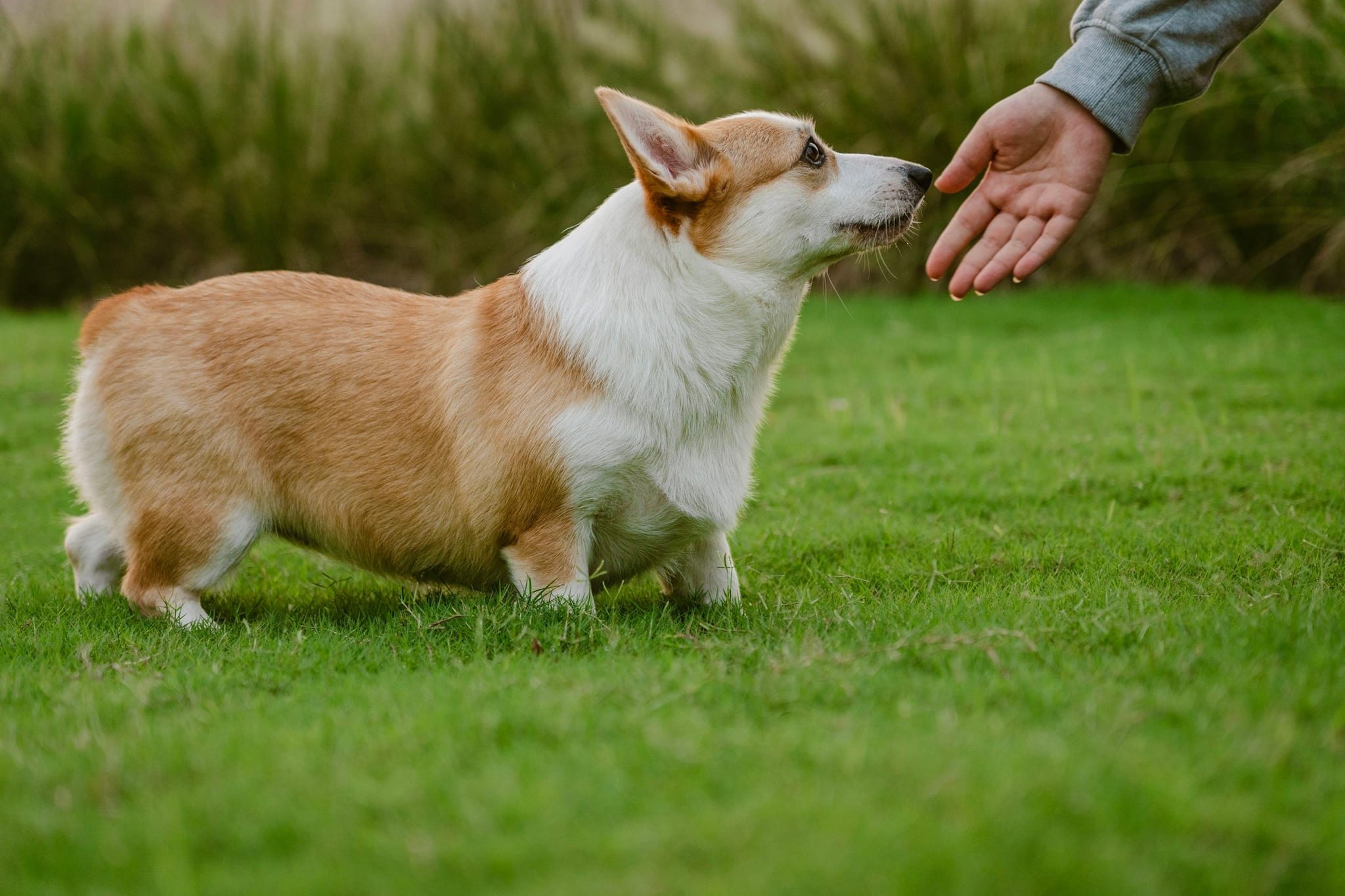 En corgi snuser til en hånd på en græsplæne